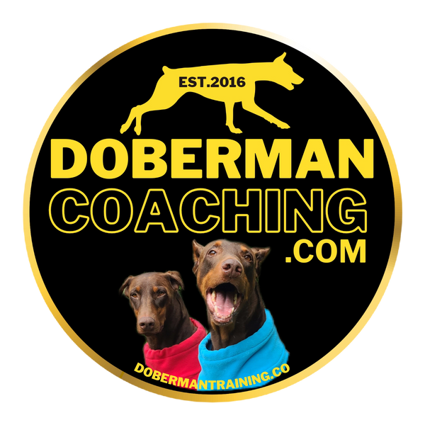 Doberman Coaching 